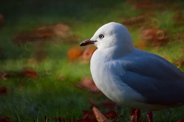 Mouette marchante — Photo