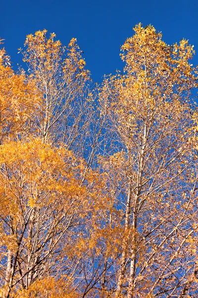 Autumn trees Royalty Free Stock Images