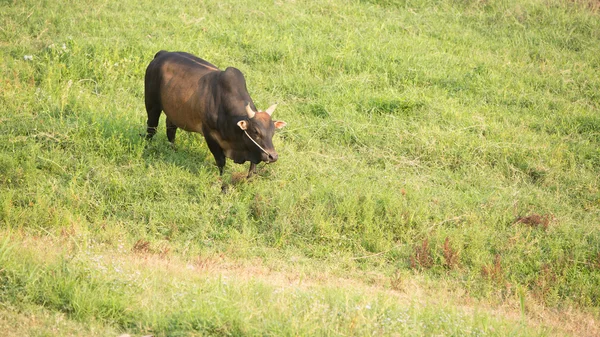 Темная корова — стоковое фото