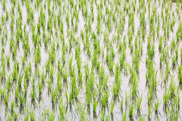 Rice sprouts — Stock Photo, Image