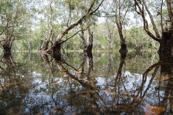 Foresta umida — Foto Stock