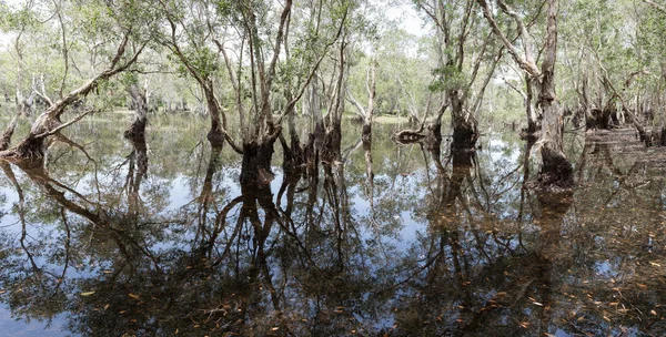 Foresta umida — Foto Stock