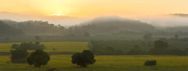 Gündoğumu, ayçiçeği ekimi Panoraması — Stok fotoğraf