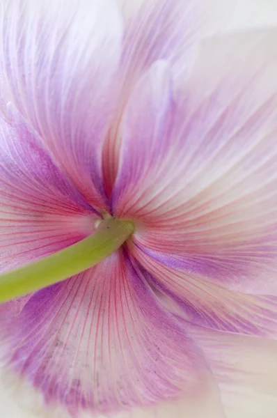 Anémone fleur de printemps — Photo