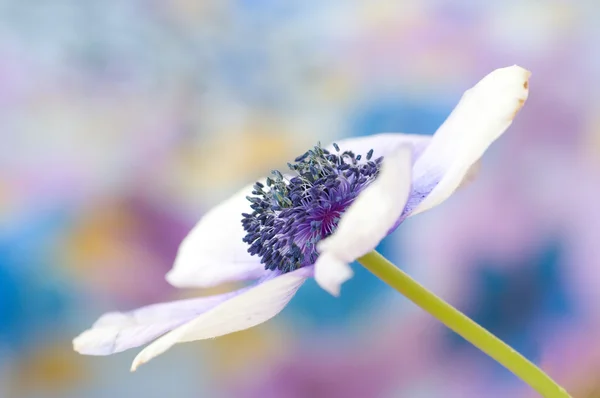 Anémone fleur de printemps — Photo