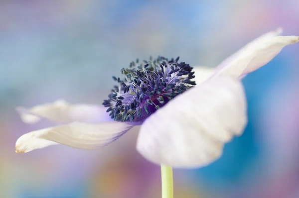 Anémone fleur de printemps — Photo