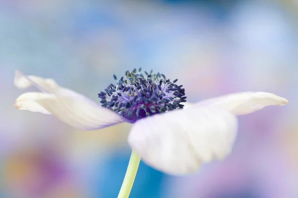 Anémone fleur de printemps — Photo