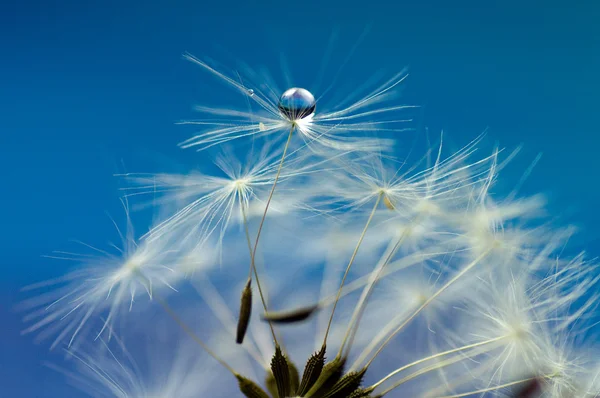 Drop op paardenbloem — Stockfoto