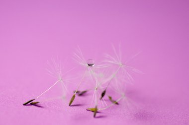 Karahindiba tohumlar üzerinde damla