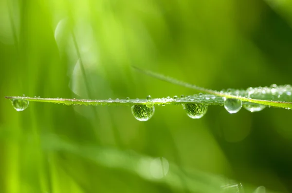 Grass in dew — Stock Photo, Image