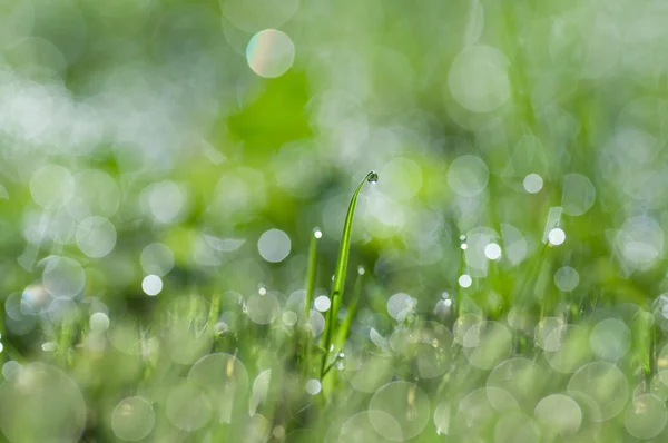 Morning dew — Stock Photo, Image