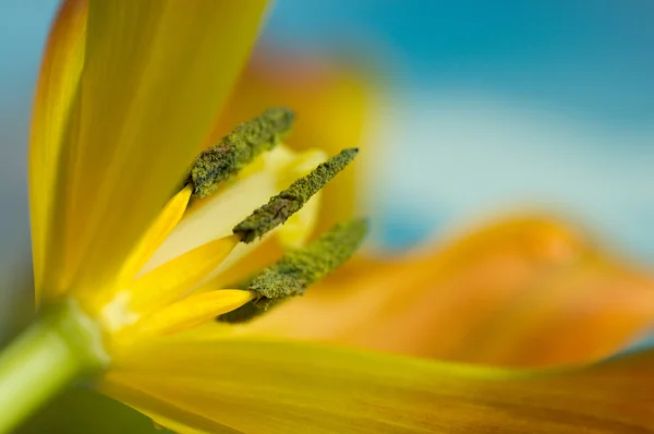 Внутри тюльпана — стоковое фото