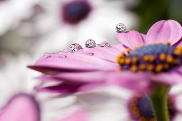 Flowers in drops — Stock Photo, Image