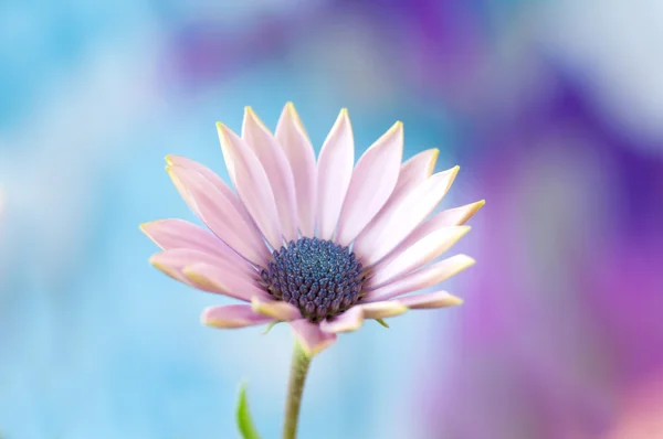 Sweet daisy — Stock Photo, Image