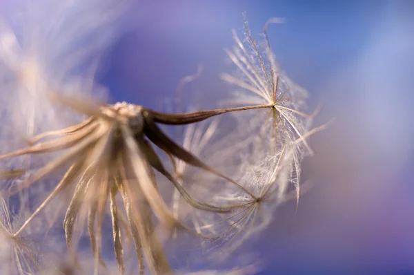 Pastel dandelion — Stock Photo, Image