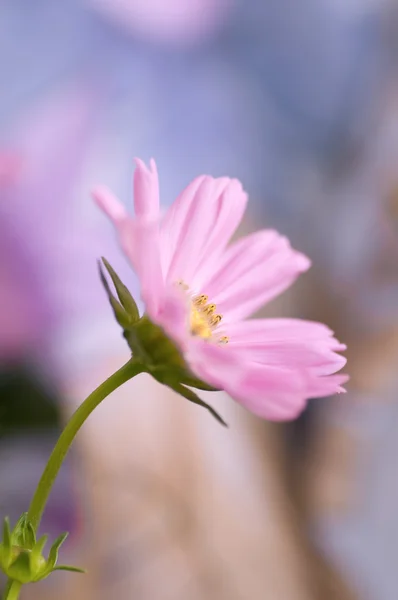 Poesía de color — Foto de Stock