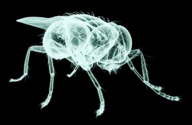 Xray görüntü kırpma yoluyla, 3d siyah izole bir böcek