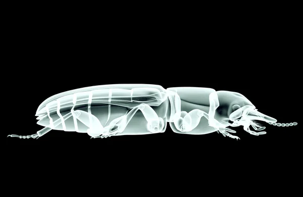 Рентгенівське зображення комахи ізольовано на чорному з відсічним контуром, 3D — стокове фото