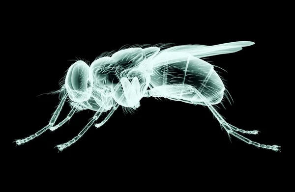 Рентгенівське зображення комахи ізольовано на чорному з відсічним контуром, 3D — стокове фото