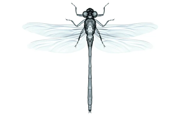 Xray image of an insect isolated on white with clipping path, 3D — Stock Photo, Image