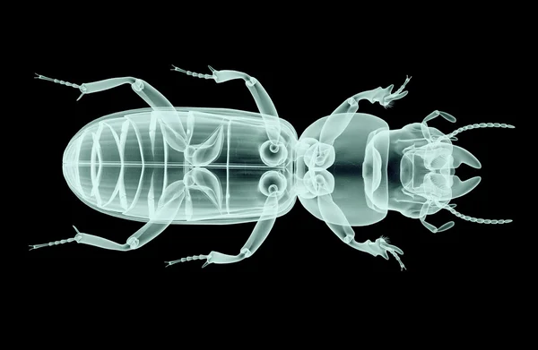 Рентгенівське зображення комахи ізольовано на чорному з відсічним контуром,,, 3 — стокове фото