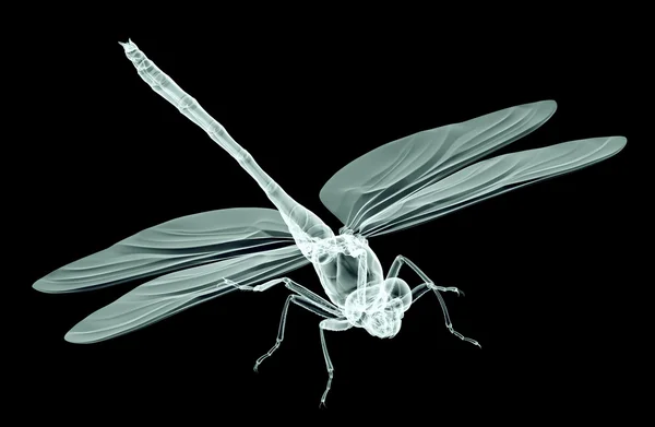 Röntgenbild eines auf schwarz isolierten Insekts mit Clipping-Pfad, 3d — Stockfoto