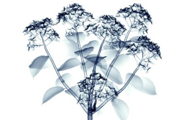 x-ray image of a flower isolated on white , the hortentia clipart