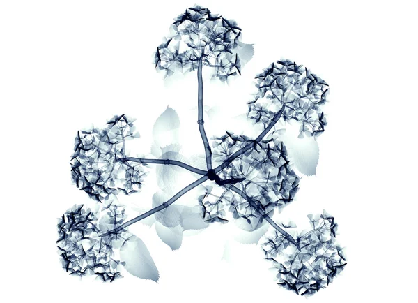 X-ray kép egy elszigetelt fehér, a hortentia virág — Stock Fotó