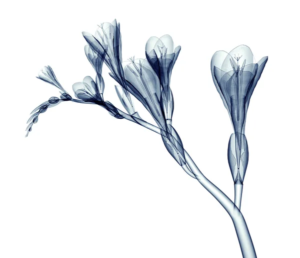 Image radiographique d'une fleur isolée sur blanc, la Freesia — Photo