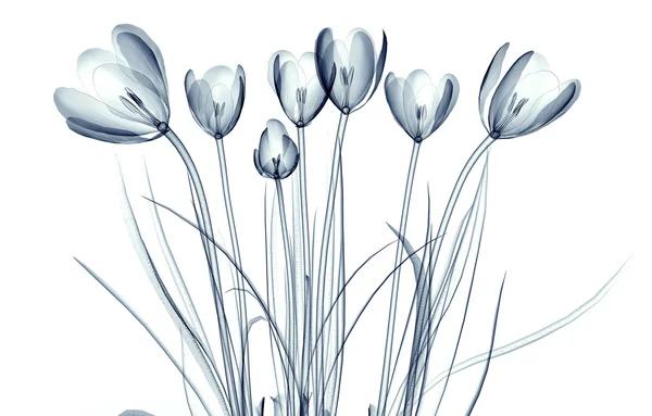 X-ray image of a flower isolated on white , the crocus — Stock Photo, Image