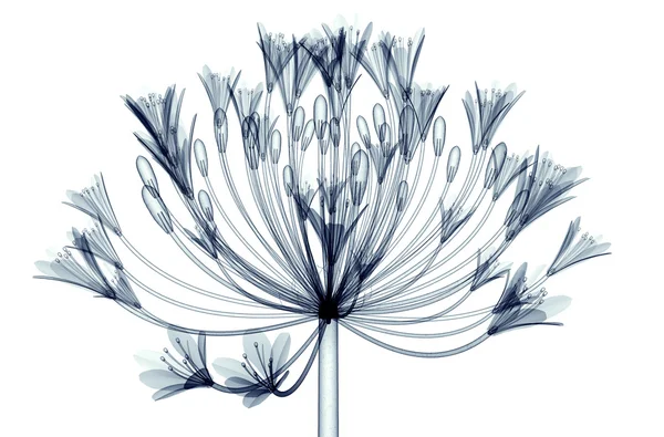 Röntgenbild einer Blume isoliert auf weißem Glockenagapanthus — Stockfoto