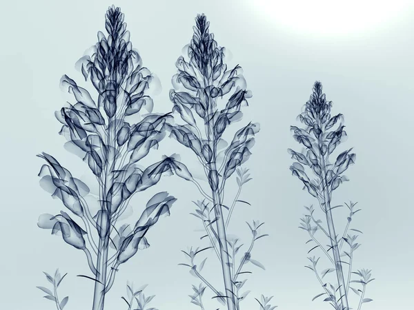 Röntgenbild einer Blume isoliert auf weiß, das antirrhinum _ sp _ s — Stockfoto
