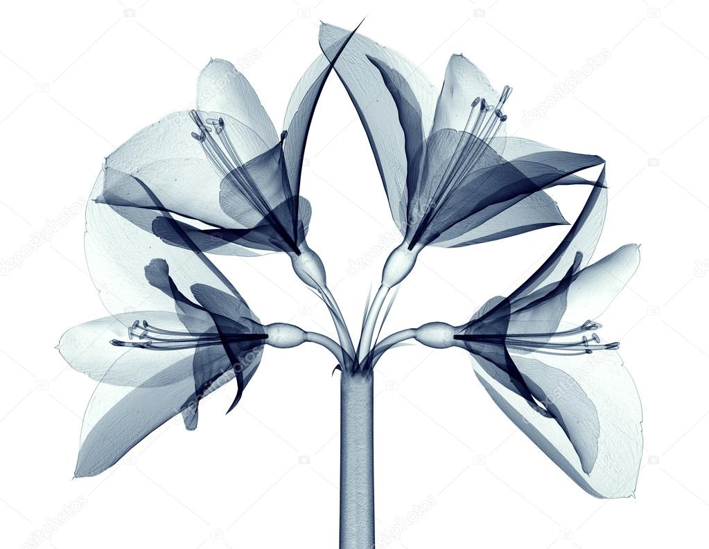 xray image of a flower isolated on white , the Amaryllis — Stock Photo