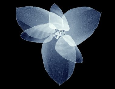 x-ray image of a flower isolated on black , the Amaryllis  clipart