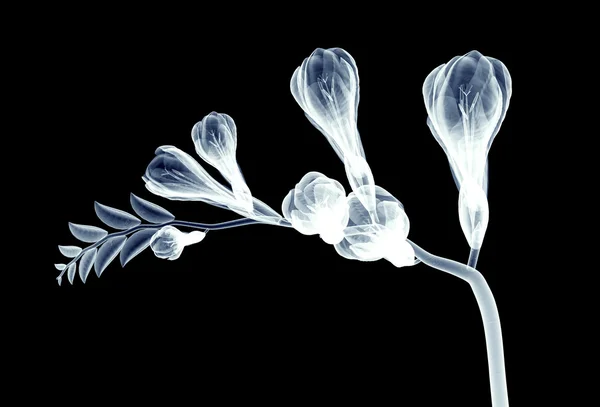 Imagen de rayos X de una flor aislada en negro, la Freesia —  Fotos de Stock