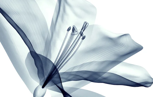 x-ray görüntü beyaz, Amaryllis izole bir çiçek 