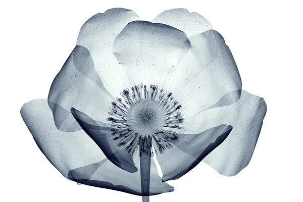 X-ray image of a flower isolated on white , the poppy Papaver — Stock Photo, Image