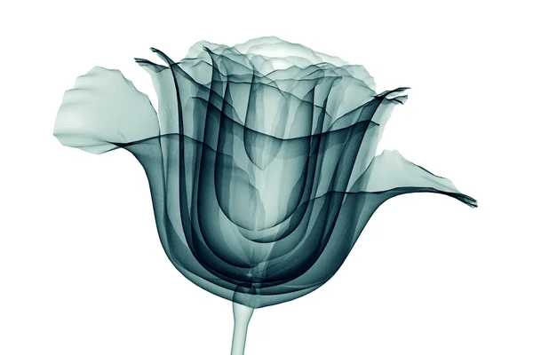 X-ray görüntü üzerine beyaz, izole bir çiçek gül — Stok fotoğraf