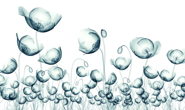 Zdjęcie rentgenowskie pole kwiat na białym tle na biały, Mak Papave — Zdjęcie stockowe