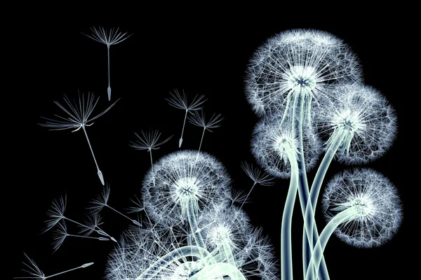 Röntgenbilden av en blomma isolerade på svart, Taraxacum dandel — Stockfoto