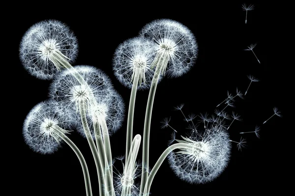 Zdjęcie rentgenowskie kwiat na białym tle na czarno, dandel mniszka — Zdjęcie stockowe