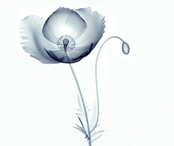 Imagen de rayos X de una flor aislada en blanco, el Papaver amapola —  Fotos de Stock