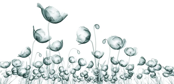 Röntgenbild des Blumenfeldes isoliert auf weiß, die Mohnpapave — Stockfoto
