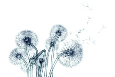 x-ray görüntü beyaz, karahindiba dandel izole bir çiçek