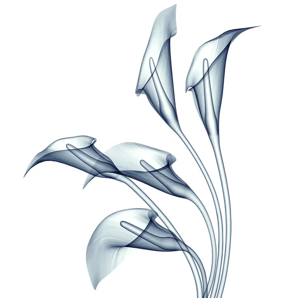 x-ray görüntü beyaz, calla Lily izole bir çiçek