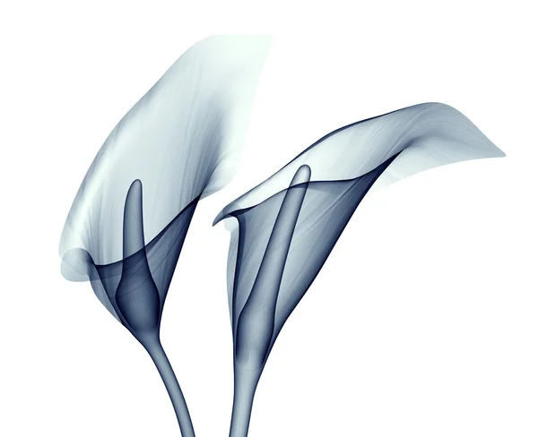 オランダカイウ リリー ホワイトに分離された花の x 線像 — ストック写真