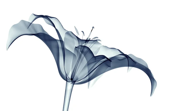 x-ray görüntü beyaz, lilly izole bir çiçek