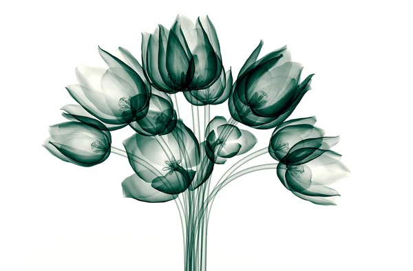 Röntgenbild einer Blume isoliert auf weiß, die Tulpe — Stockfoto