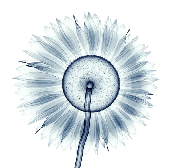 Röntgenbilden av en blomma isolerad på vit, Solrosen — Stockfoto