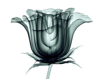 x-ray görüntü üzerine beyaz, izole bir çiçek gül